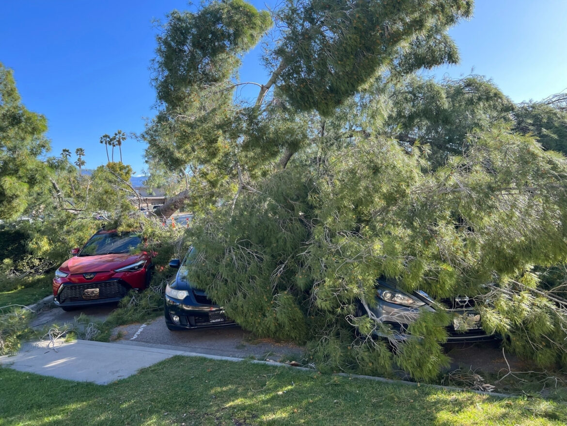 Strong Winds Topple Tree on Campus