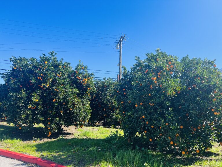 Campus Orange Grove